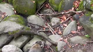 Raccoon Steals Boy's Fish