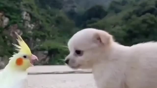 Dog making love to a cute bird.