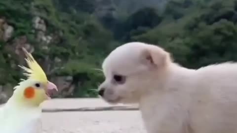 Dog making love to a cute bird.