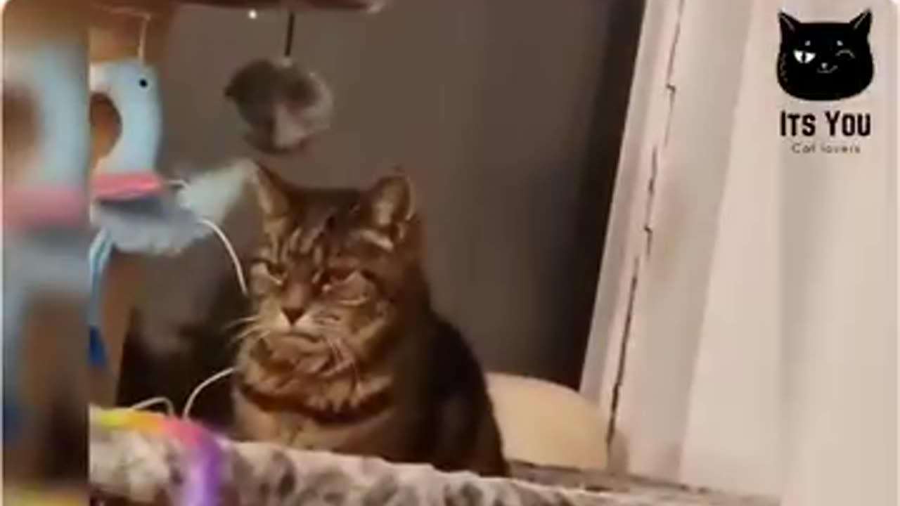 Funny cat 😺 video, 🤣🤣