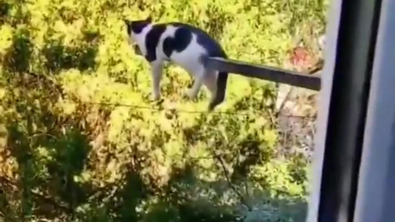 Best Funny Animals Videos 2023 😂 - Funniest Cat of 2023 😹