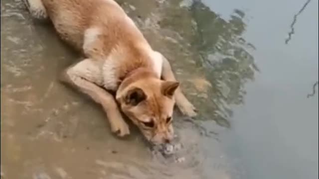 A dog's daily routine