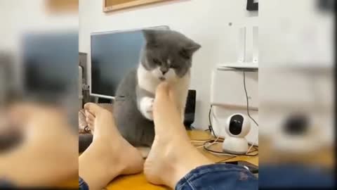 Baby cats funny video and most amazing
