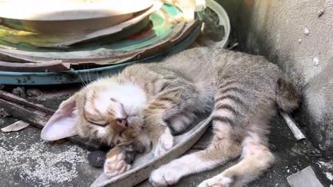 Beautiful kitten sleeping