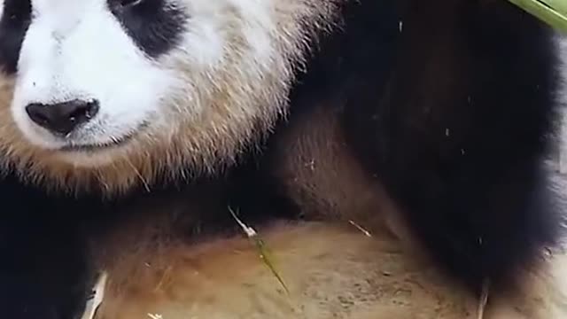 A giant panda dancing to the rhythm