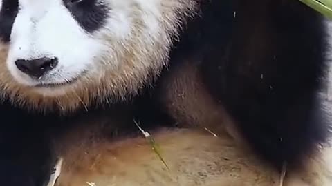 A giant panda dancing to the rhythm