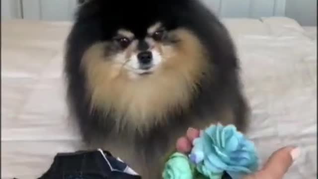 funny animal videos