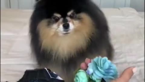 funny animal videos