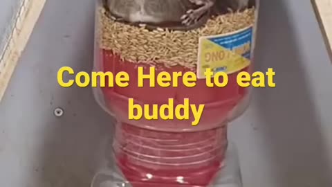 Explode the Ball to catch all the mice
