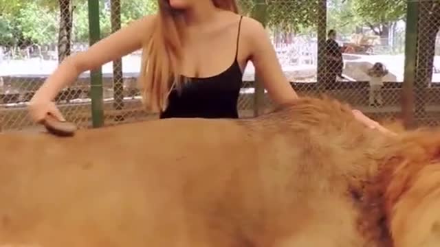 ❤️Beautiful girl and cute lion❤️