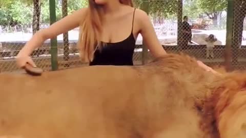 ❤️Beautiful girl and cute lion❤️