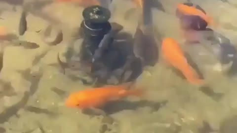 Flowerhorn fish in community pond