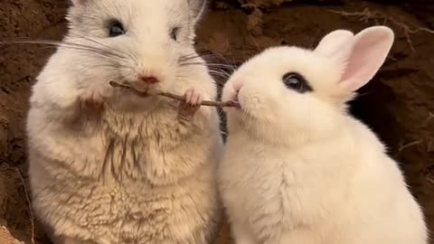 Cute two white bunny
