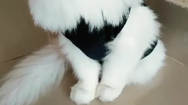 Where Are These Adorable Comes From