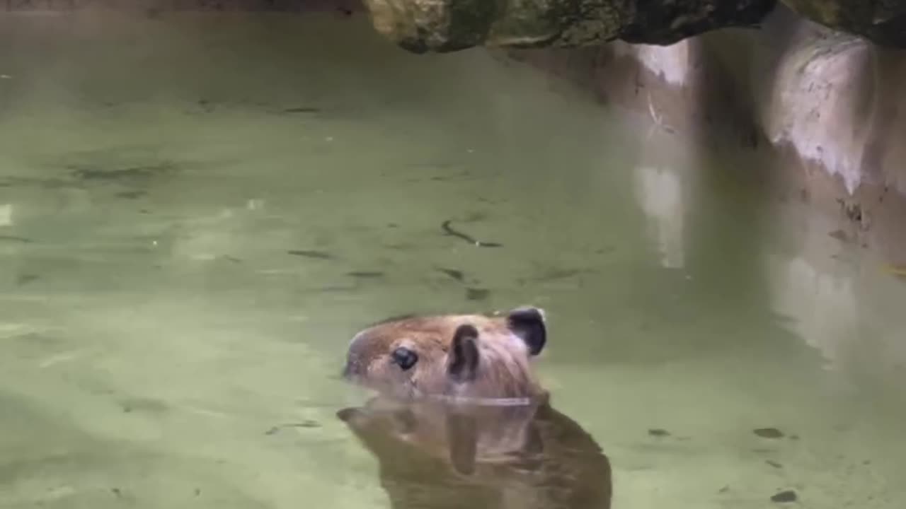 Mini capy bara capy bara 💀🤣