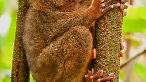 Tarsier small monkey