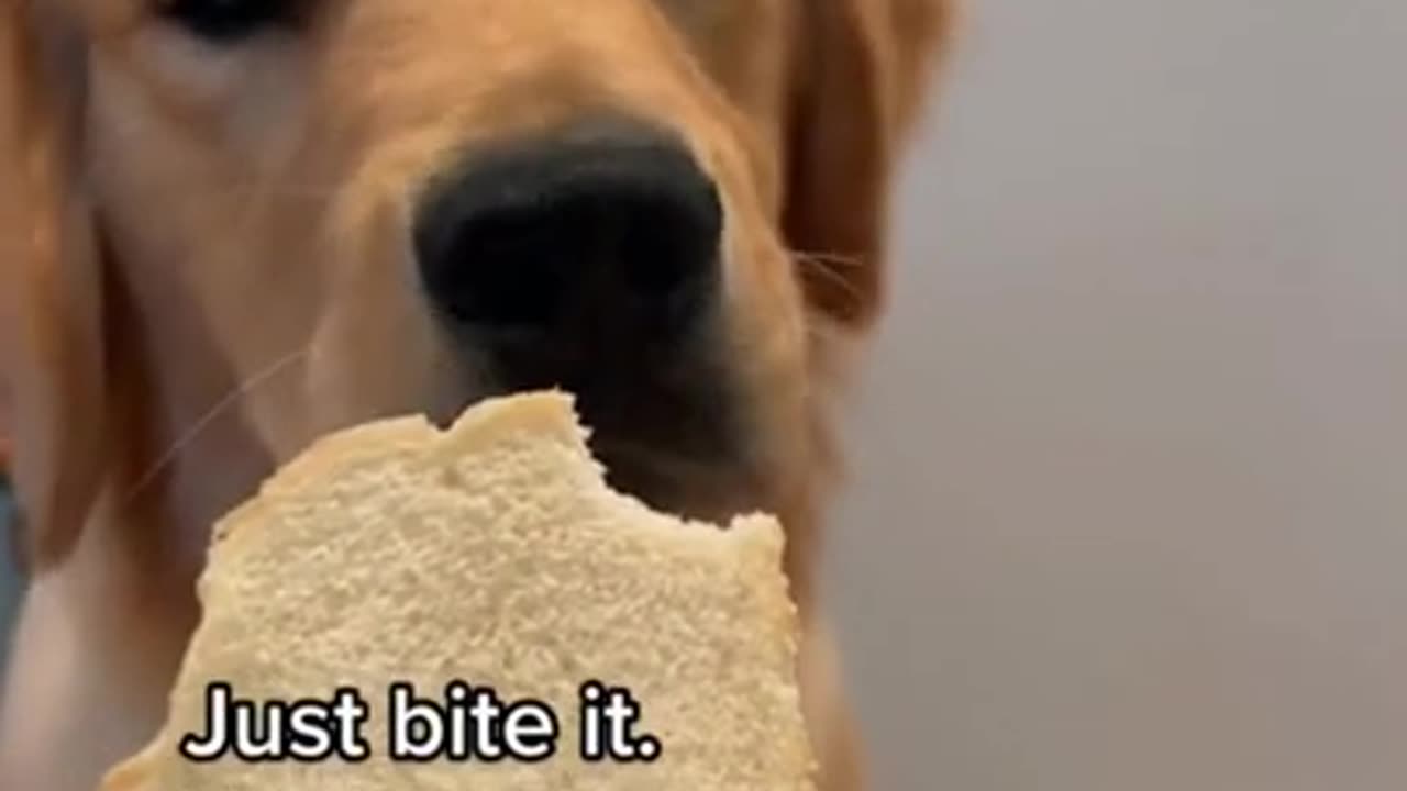 Dog eats bread 🍞 🥖