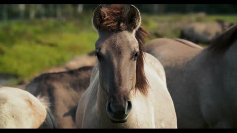 Tarpan wild horse male on the field