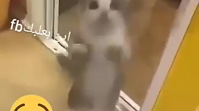 the cat is dancing with joy