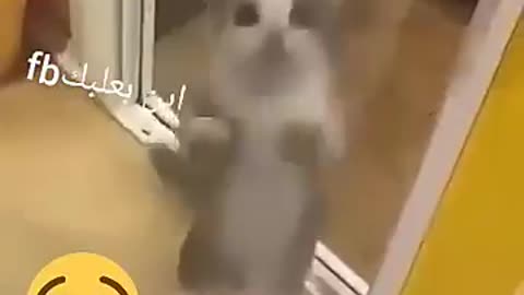 the cat is dancing with joy