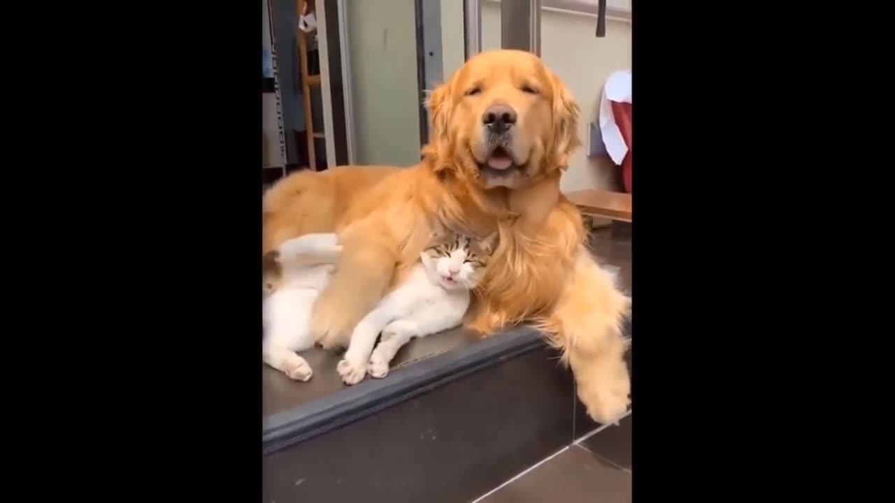 Dog & Cat Friend ship , Cat and dog sit together