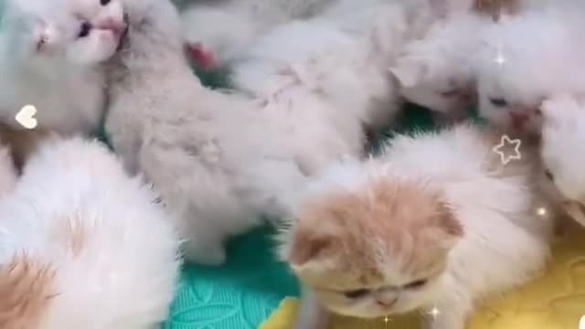 OMG So Cute Cats ♥ Best Funny Cat ❤️🐈Videos 2021 #shorts