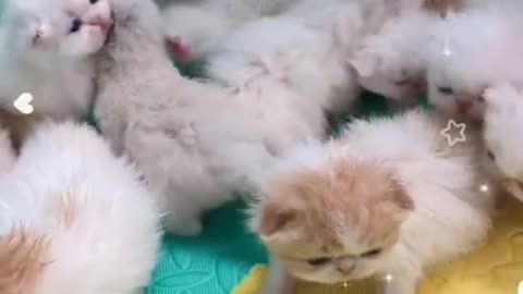 OMG So Cute Cats ♥ Best Funny Cat ❤️🐈Videos 2021 #shorts