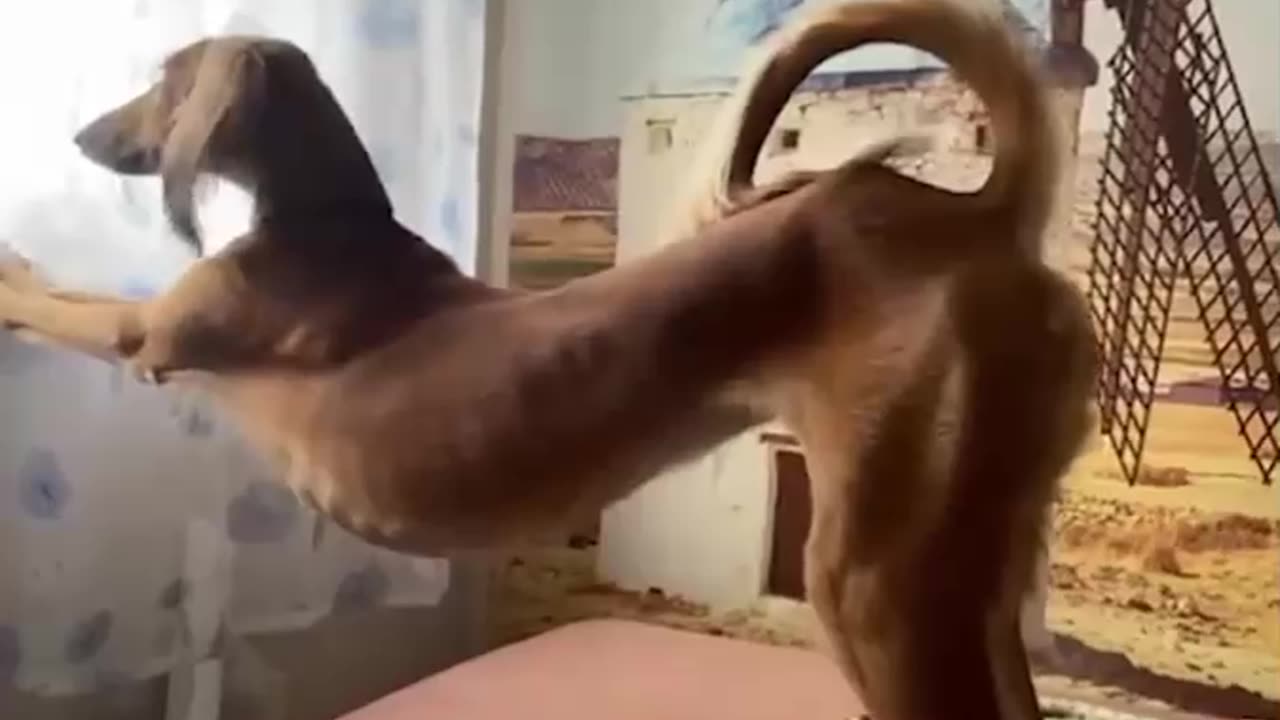 Funny Animal Videos