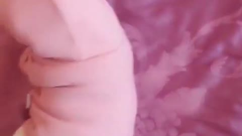 cute baby animal