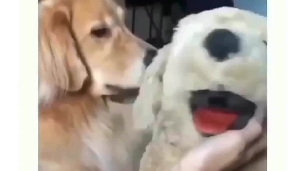 A dog being jealous of a soft toy