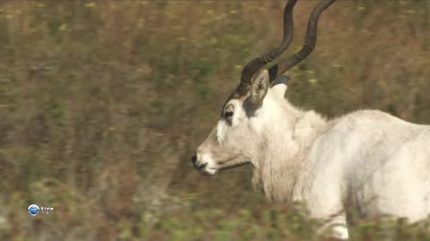 African antelope