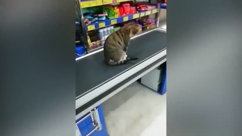 Funniest Cats And Dogs Videos