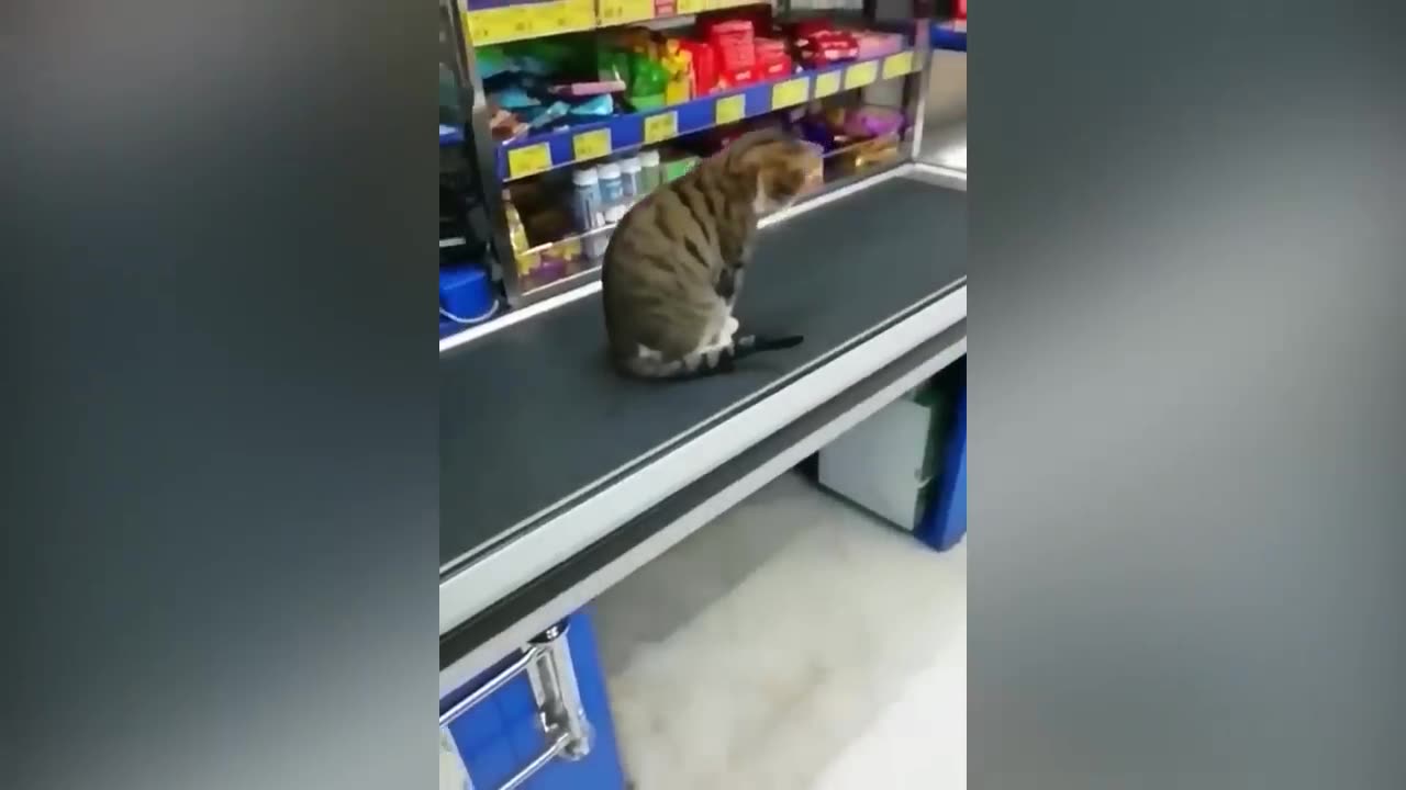 Funniest Cats And Dogs Videos