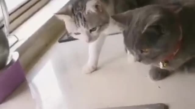 Funny 🤣 Cat 🐈 videos 🐥🐈🤣 ?