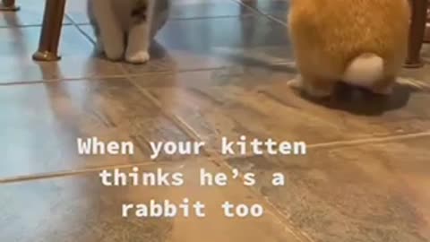 Funny cat cat acting rabbit