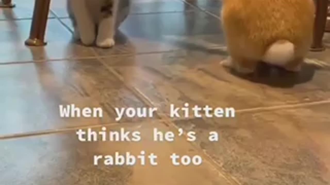 Funny cat cat acting rabbit