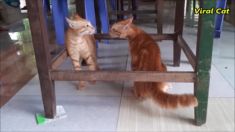 Cats Fighting # Viral Cat