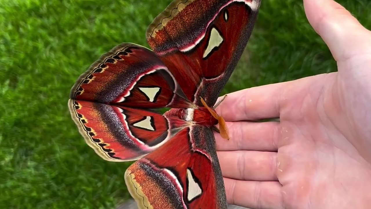 The beauty of Attacus atlas World’s biggest moth.mp4