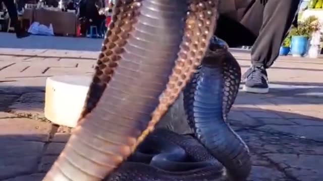 Would you try this_ #cobra #morocco #marrakech #africa #fyp #short #dangerous #snake #snakes