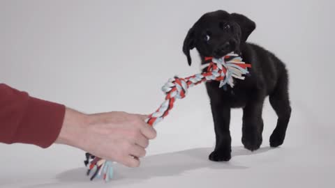 Labrador Retriever puppy on white screen playing