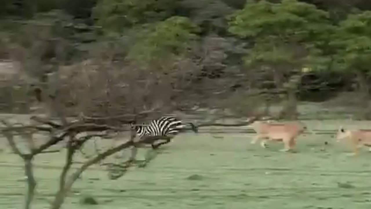 zebra escaping from a pride of lions