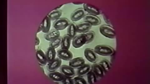World Without Cancer; The Story of Vitamin B17