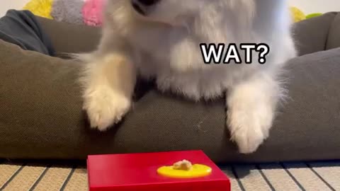 CUTE DOG reacts to PIGGY BANK_✨SO CUTE_ _dog _cuteanimals