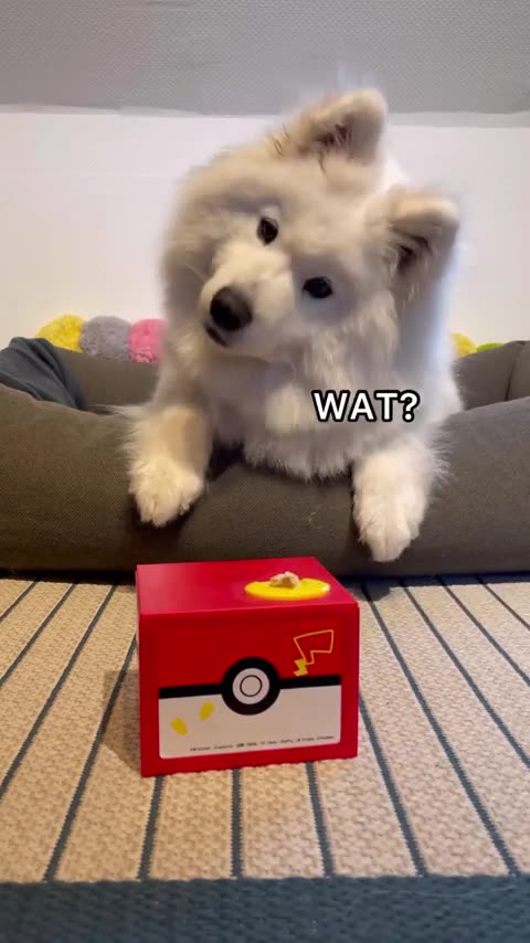 CUTE DOG reacts to PIGGY BANK_✨SO CUTE_ _dog _cuteanimals