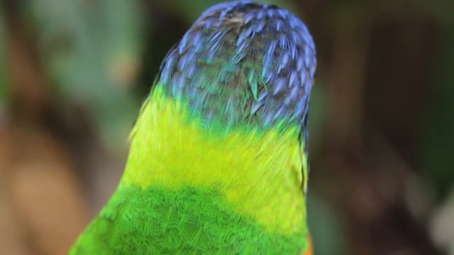 parrot voice | cool