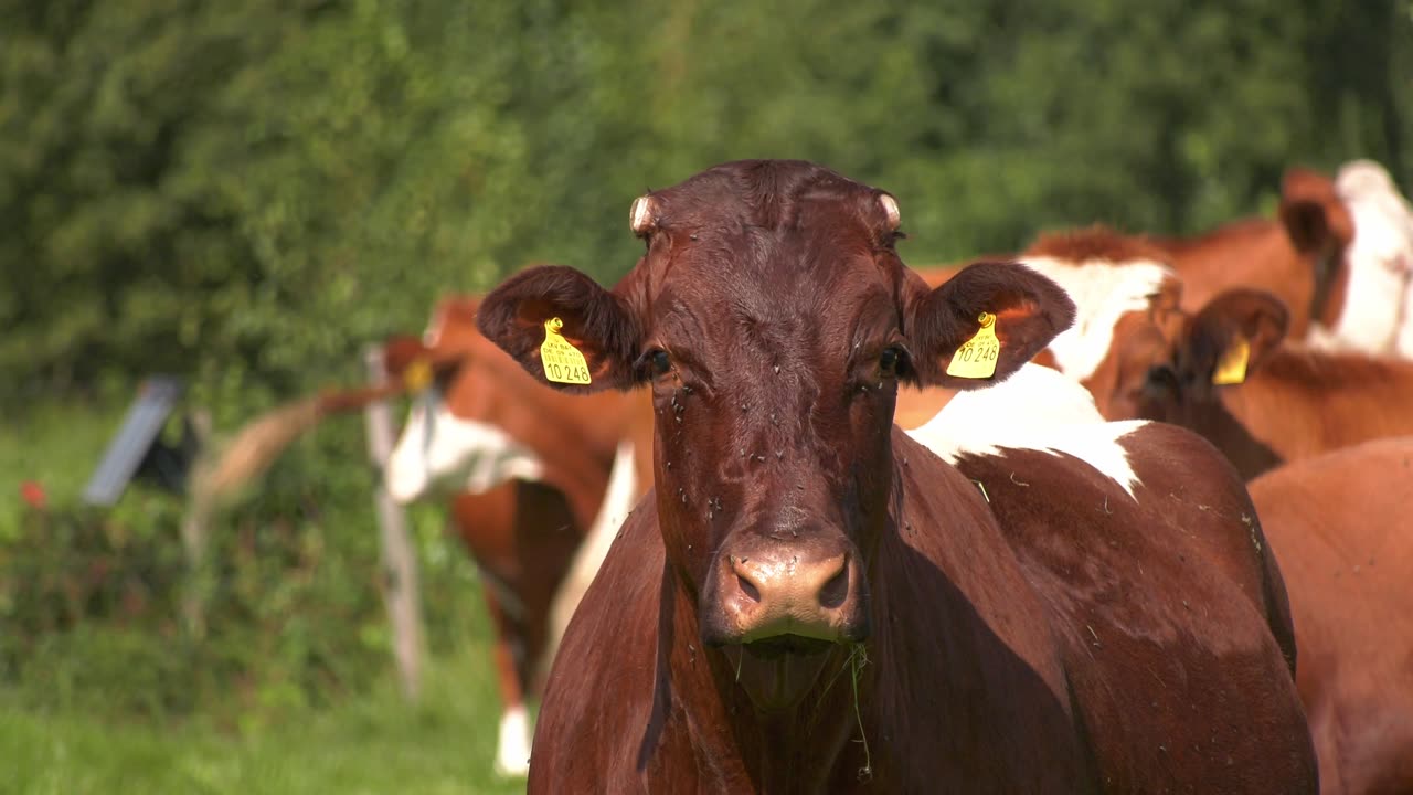 Beef Meadow Agriculture