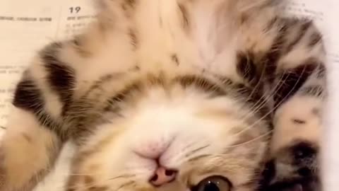 Funny cat video