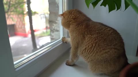 Face to face - Hosico vs. Pigeon