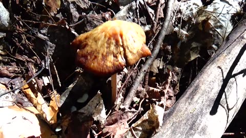 Mushroom