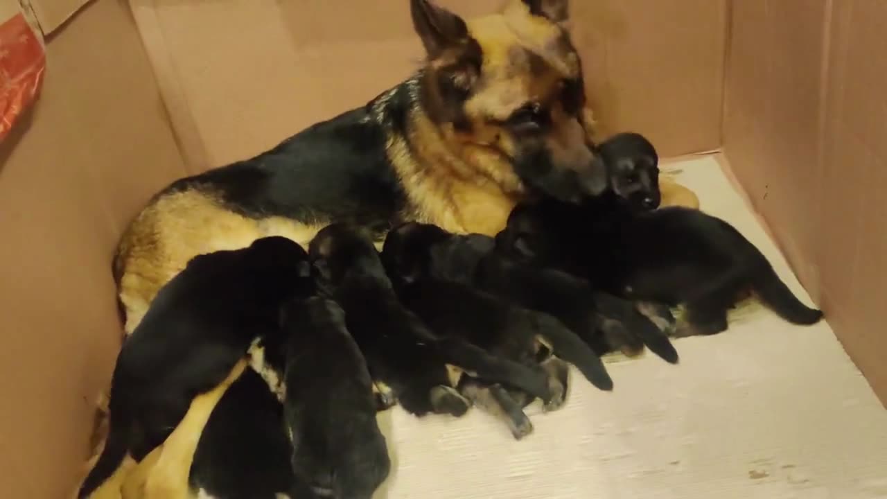 German shepherd dog cute puppies playing with mommy dog